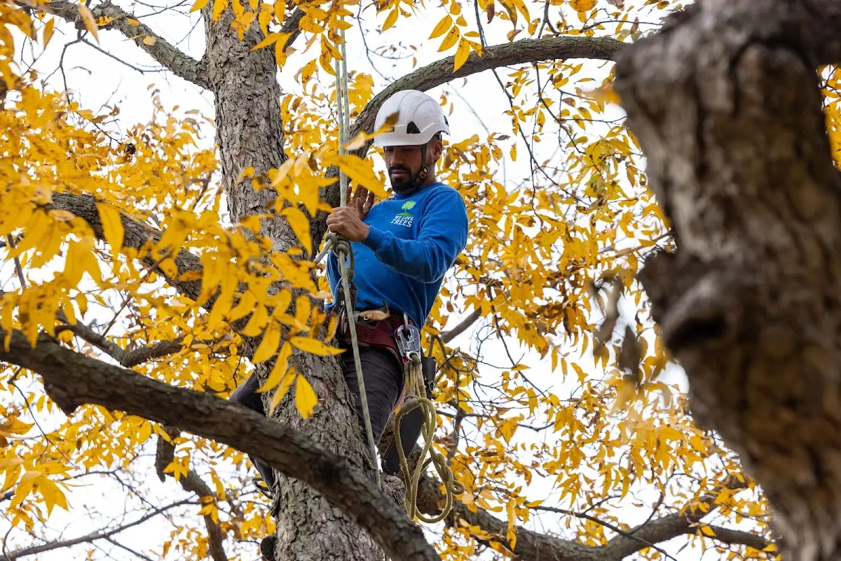 Skilled Tree Transplanting crew working in Callahan