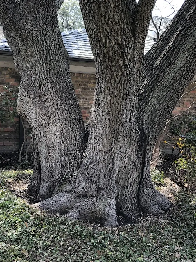Mature heritage tree close to a Callahan property cared for by certified arborists