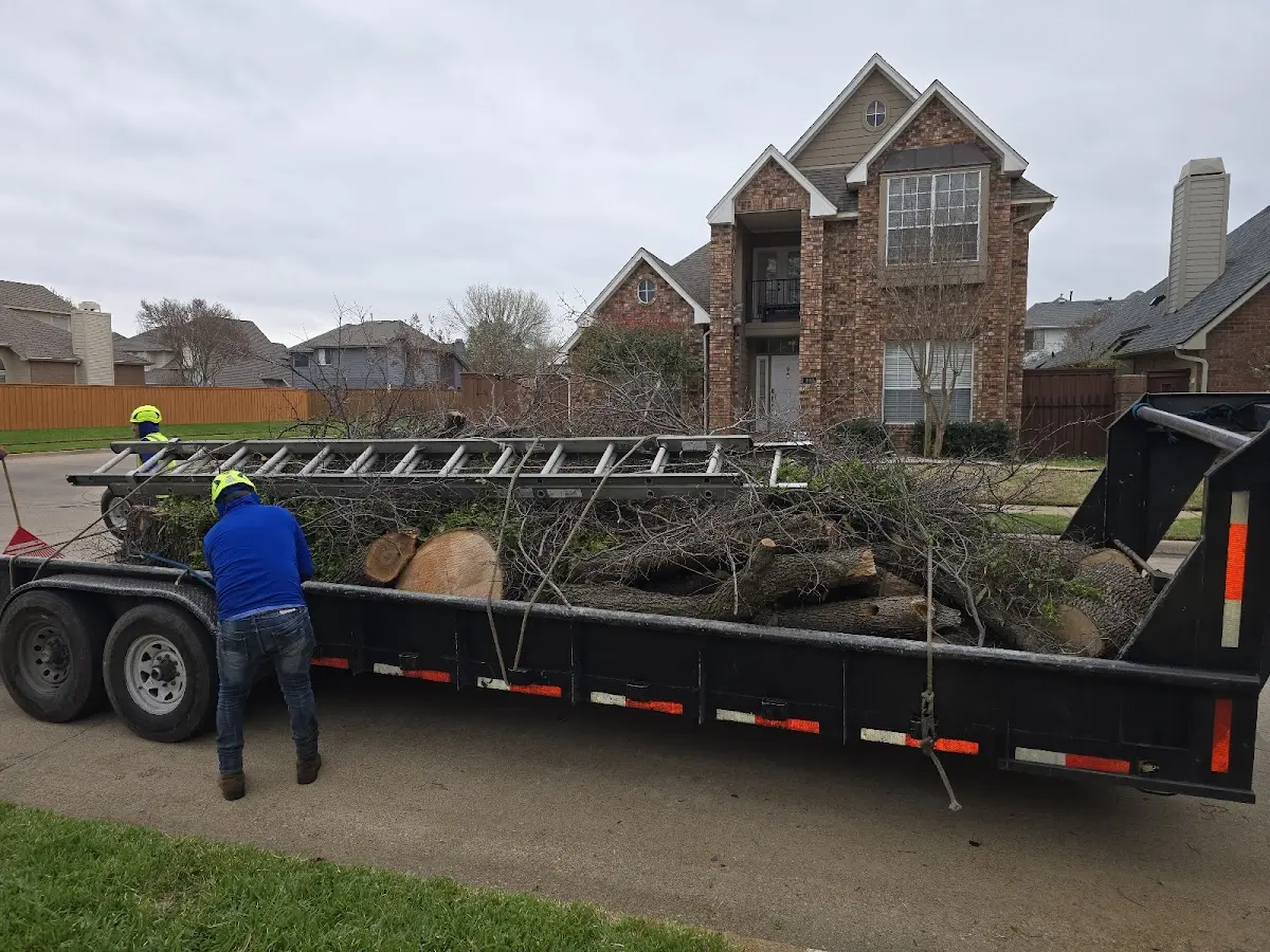 Expert Tree Removal with proper safety equipment in Callahan